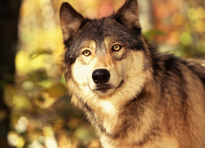 wolf